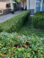 Buxushaag - gratis af te halen, Ophalen, Buxus, Haag, Minder dan 100 cm