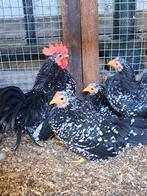 Chabo Zwart-wit geloverd, Dieren en Toebehoren, Pluimvee, Meerdere dieren, Kip