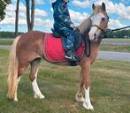 Brave 9 jr Welsh A kinderpony 1,16 mtr, Merrie, B, Gechipt, A pony (tot 1.17m)