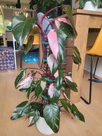 Philodendron Pink Princess, Ophalen, Vaste plant, Bloeit niet, Halfschaduw