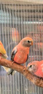 Bourkeparkieten, Dieren en Toebehoren, Vogels | Parkieten en Papegaaien, Geslacht onbekend, Parkiet