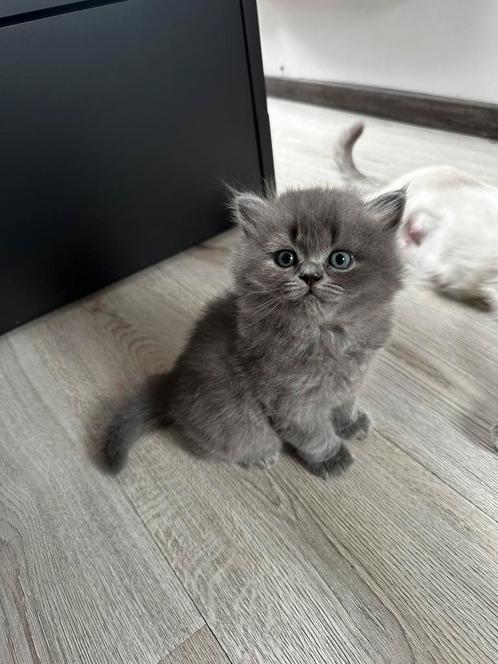 Britse langhaar kitten, Dieren en Toebehoren, Katten en Kittens | Raskatten | Langhaar, Kater