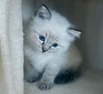 Raszuivere Ragdoll kittens, Dieren en Toebehoren, Katten en Kittens | Raskatten | Langhaar, Meerdere dieren, Gechipt, 0 tot 2 jaar