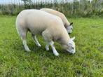 Texelaar ooilammeren 4x, Dieren en Toebehoren, Schapen, Geiten en Varkens, Vrouwelijk, Schaap, 0 tot 2 jaar