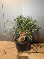 Yucca Palmlelie Meerstammig - zeer Winterhard, Tuin en Terras, Planten | Tuinplanten, Volle zon, Vaste plant, Zomer, Ophalen
