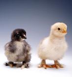 Brahma hennen kuikens, Vrouwelijk, Kip