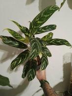 Aglaonema 'Stripes' - Prachtige kamerplant!, Huis en Inrichting, Ophalen of Verzenden