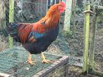 Welsumer haan nog 1,prachtige jonge Haan ,van 21 juni 2025, Dieren en Toebehoren, Mannelijk, Kip
