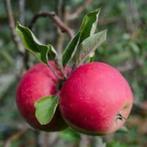 KOOPJE - Appelboom - Biologische appelboom - veel appels, Lente, Appelboom, Volle zon, 100 tot 250 cm