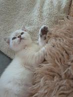 Prachtige raszuivere britse korthaar kittens beige, Dieren en Toebehoren, Katten en Kittens | Raskatten | Korthaar, Meerdere dieren
