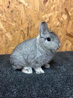 Kleurdwerg Chinchilla Man Jong (dwergkonijn), Dieren en Toebehoren, Konijnen, Mannelijk, Dwerg, 0 tot 2 jaar