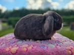 Prachtige choco VM minilop ram, Mannelijk, Dwerg, Hangoor, 0 tot 2 jaar