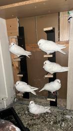 Duiven te koop, Dieren en Toebehoren, Vogels | Duiven
