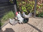 Drentse krielen gezoomd zilverpatrijs, Dieren en Toebehoren, Pluimvee, Meerdere dieren, Kip