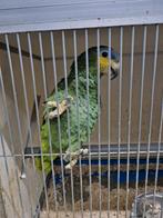 Venezuela amazone, Vrouwelijk, Papegaai, Geringd