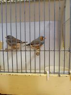 Jonge zebravinken, Meerdere dieren