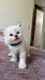 Gezellige ragdoll kittens, Dieren en Toebehoren, Meerdere dieren