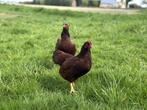 Jonge tamme Rhode Island Red kriel kippen hennen gesekst, Dieren en Toebehoren, Pluimvee, Vrouwelijk, Kip