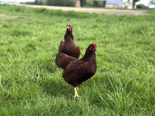 Jonge tamme Rhode Island Red kriel kippen hennen gesekst, Dieren en Toebehoren, Pluimvee, Kip, Vrouwelijk
