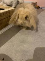 Spoed konijnen, Meerdere dieren, Klein, Hangoor, 0 tot 2 jaar