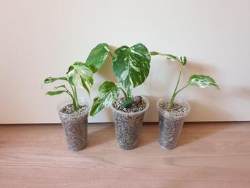 Baby Monstera Deliciosa Alba variegated, rare kamerplantje beschikbaar voor biedingen