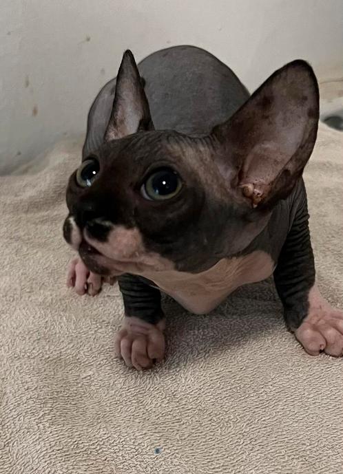 Sphynx kitten katers met stamboom, Dieren en Toebehoren, Katten en Kittens | Raskatten | Korthaar, Kater, 0 tot 2 jaar, Met stamboom