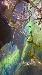 Jonge baby guppen, Dieren en Toebehoren, Vissen | Aquariumvissen, Vis