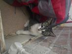 Kitten te koop, Poes, Ontwormd, 0 tot 2 jaar