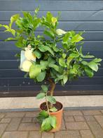Citrus Lemon / Citrus Limon - Citroenboom H: 100 cm., Tuin en Terras, Ophalen, Lente, Volle zon, Citroenboom