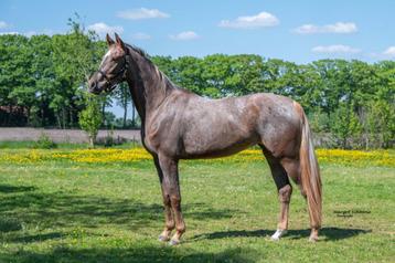 3 jarige, super chique appaloosa merrie 1.64 beschikbaar voor biedingen