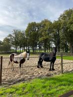 Paddock paradise/stalling en weidegang gezocht, Dieren en Toebehoren, Stalling en Weidegang, Stalling