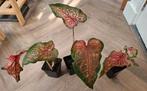 Caladium Pink Panther plant, Ophalen of Verzenden