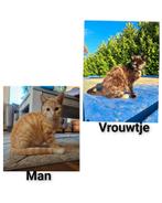 Voor een nieuw huisje beschikbaar, Meerdere dieren, Kortharig, 0 tot 2 jaar