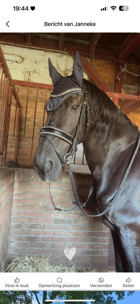 Ontzettend lieve fries te koop, Dieren en Toebehoren, Paarden, Ruin, Recreatiepaard