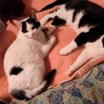 Poes (wit) Frida zoekt huisje, Dieren en Toebehoren, Poes