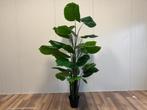 Philodendron kunstplant (diverse afmetingen), Huis en Inrichting, 200 cm of meer, Volledige schaduw, Overige soorten, Ophalen of Verzenden