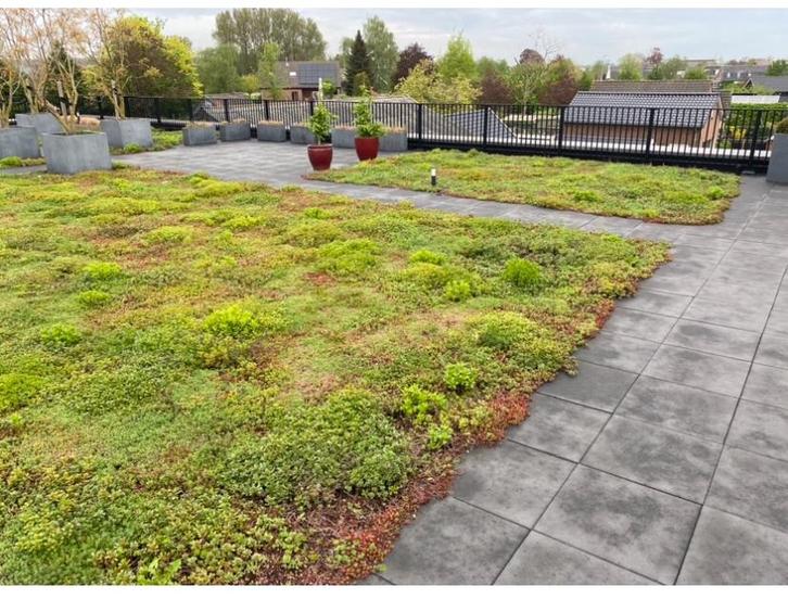 Sedum matten als onderhouds vriendelijke bodem bedekking, Tuin en Terras, Planten | Tuinplanten, Vaste plant, Overige soorten