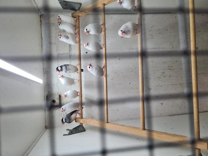 Witte zwartoog rijstvogels, Dieren en Toebehoren, Vogels | Overige Vogels, Tropenvogel, Meerdere dieren, Geringd