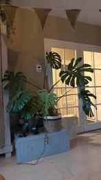 Mooie grote plant. Monstera deliciosa. Gatenplant., Huis en Inrichting, Ophalen of Verzenden, Halfschaduw, Minder dan 100 cm