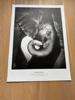 Poster desenio olifant, Ophalen, Zo goed als nieuw, Rechthoekig Staand