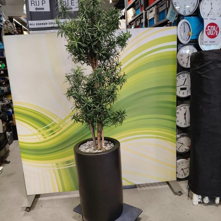 Kunstplant Podocarpus hoogte 200 cm, Huis en Inrichting, Woonaccessoires | Kunstplanten en Kunstbloemen, Gebruikt, Ophalen