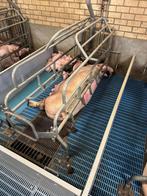 Kraamhokken [654], Boekhorst Trading, Info@boekhorsttrading.com, Singel 16, Horssen