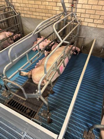 Kraamhokken [654]  beschikbaar voor biedingen