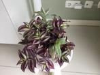 Tradescantia, Huis en Inrichting, Kamerplanten, Ophalen, Overige soorten, Minder dan 100 cm