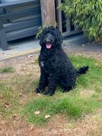 Heel mooi labradoodle teefje, medium maat, Overige rassen, CDV (hondenziekte), 1 tot 2 jaar, Teef