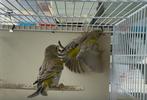 Twee jong Groenling, Dieren en Toebehoren, Vogels | Kanaries, Geslacht onbekend