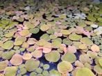 Red floters - phyllanthus fluitans, Ophalen, Nieuw, Plant(en), Steen of Hout