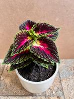 Siernetel Coleus bordeaux kamerplant planten 30 cm in pot, Ophalen, Overige soorten, Halfschaduw, In pot