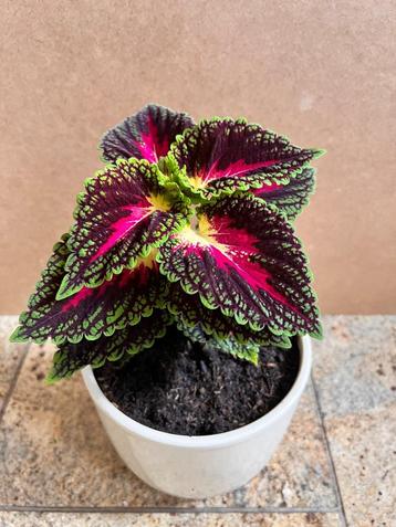 Siernetel Coleus bordeaux kamerplant planten 30 cm in pot beschikbaar voor biedingen