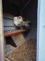Wyandotte hennen 1 jaar, Dieren en Toebehoren, Pluimvee, Vrouwelijk, Kip